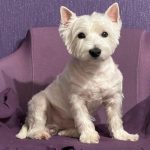 किन कुकुर ओछ्यान अघि वरिपरि घुम्छ: बिर्सिएको शारीरिक भाषा जुन हामीले अब बुझ्दैनौं unnamed-file.jpg