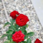 किन केराको बोक्रा गुलाब उत्पादकहरूको लागि मुख्य खजाना भएको छ: रमाईलो फूल फुल्ने लुकेको स्रोत unnamed-file.jpg